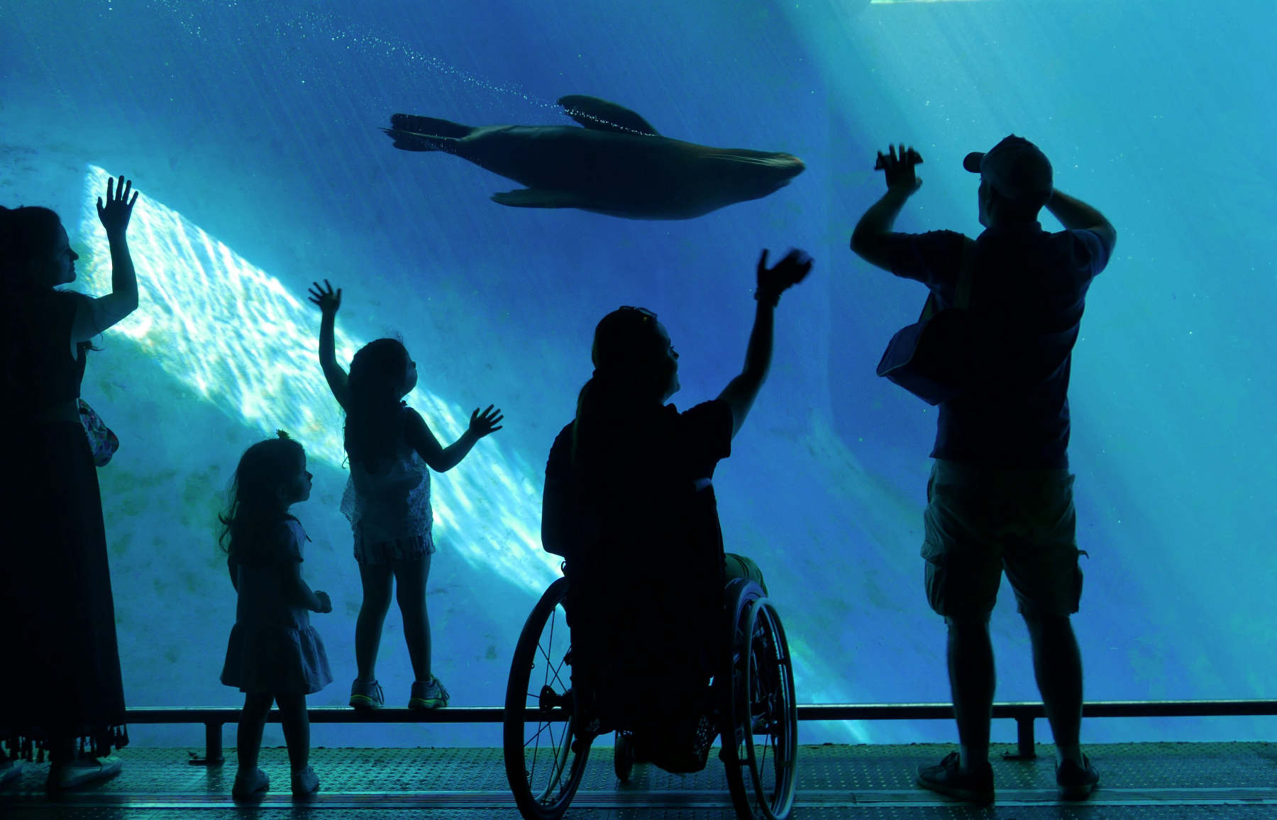 silhouette of a family cross a large underground aquarium. There are two small girls and a wheelchair user touching the glass as a seal swims quickly past. Hundreds of tiny bubbles string behind from its mouth.